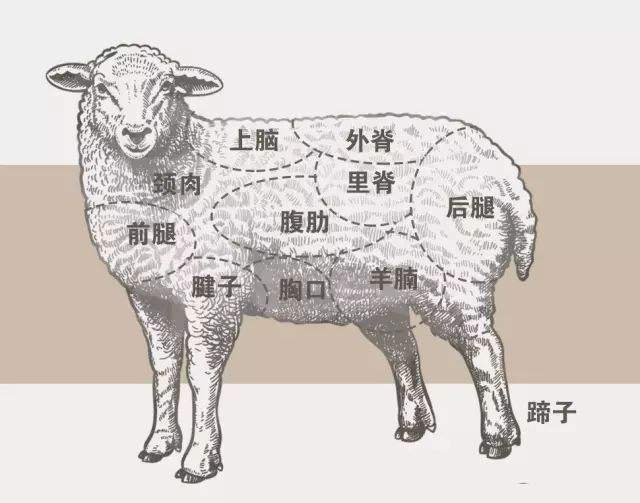 羊的结构