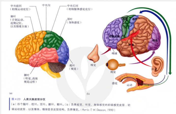 脑叶的作用