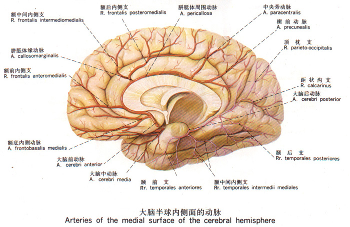 大脑内侧面