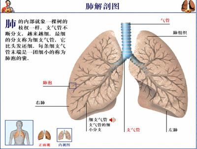 人的肺