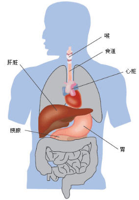 人的肝脏