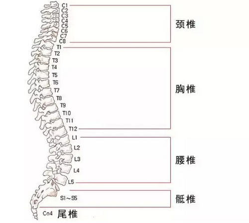 背部正中，上端接颅骨的脊柱