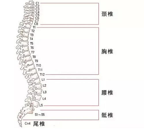 背部正中,上端接颅骨的脊柱