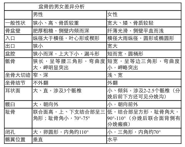 男女盆骨区别