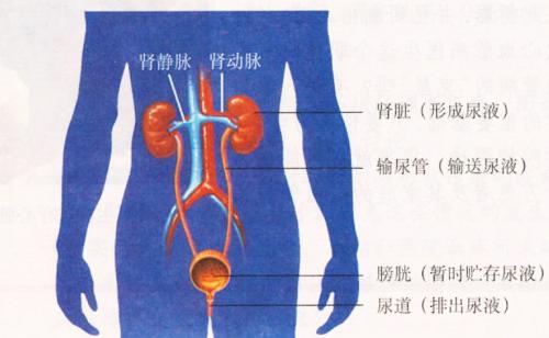 人的肾脏位置