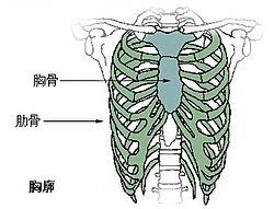 连结肋骨保护肺心不受损害