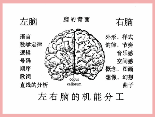 1940年美国人斯佩里割裂癫痫患者脑实验证明大脑作用